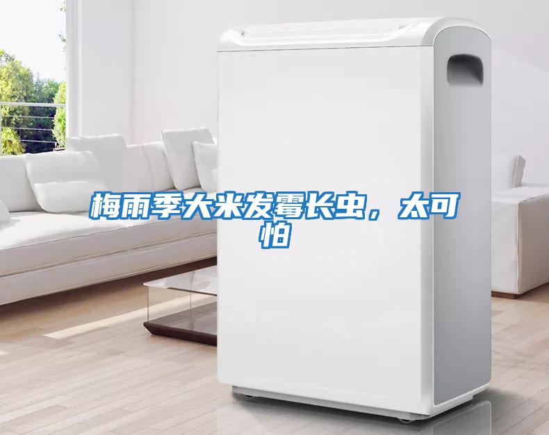 梅雨季大米發霉長蟲，太可怕